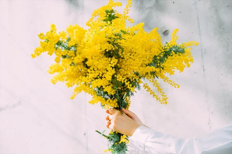 ミモザの花言葉と意味